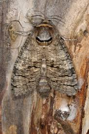 Image result for Cossus cossus