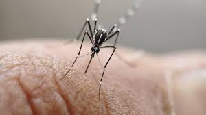 Image result for Dengue