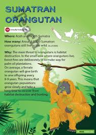 Sumatran Orangutan Endangered Animal Poster Endangered Animals Sumatran Orangutan Orangutan