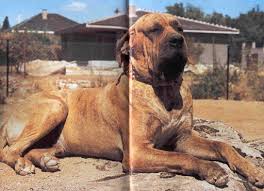 ˈfilɐ ˌbraziˈlejɾu), or brazilian mastiff, is a large working breed of dog developed in brazil. Los Tres Corazones Filas Brasileiros Y Dogos Alemanes