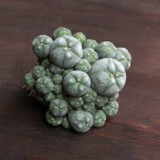 Image result for Loxodera caespitosa