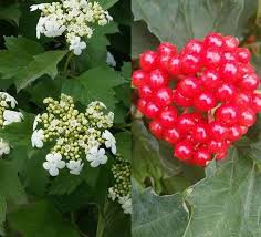 When sparkling red fruit captures your attention on a newly discovered shrub, it may be all about the berries. Shrubs With Berries For Uk Gardens Red Berries Yellow Berries More