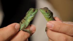 Average life span in captivity. 4 Cool Facts About Basilisks Pet Reptiles Youtube