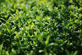 Maybe you would like to learn more about one of these? California Privet Shrubs Greenwood Nursery