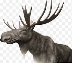 Apakah anda mencari gambar transparan logo, kaligrafi, siluet di elk, rusa, hitam dan putih? Moose Rusa Moose Rusa Png Pngegg