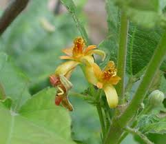 Image result for Grewia