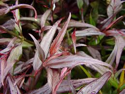 Image result for Strobilanthes anisophylla