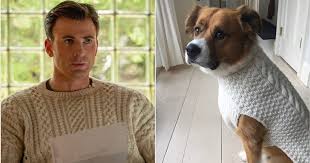 And why do i love it so. Chris Evans Gave His Dog A Matching Knives Out Sweater Popsugar Entertainment