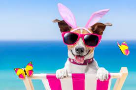 Happy Easter Dogs Animals Background Wallpapers On Desktop Nexus Image 2250471 Image Drole Chien Chien Jack Russell Terrier