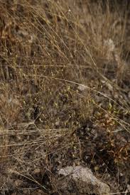Image result for Pegolettia senegalensis