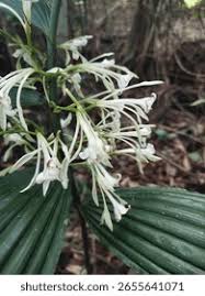 Image result for Corymborkis corymbis