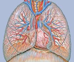 Maybe you would like to learn more about one of these? Pneymonas Bikipaideia