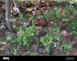 Image result for Pouzolzia mixta