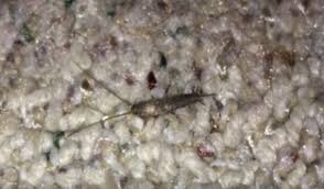 Find out how to deter mice, rats, insect and other rodents. How To Get Rid Of Silverfish Kill Infestation With Lepisma Saccharina Protect Your Space Nexles