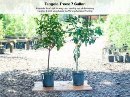 It's one of the most common tangelo varieties. Minneola Honeybell Tangelo Tree Just Fruits And Exotics