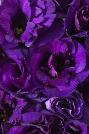 Jun 29, 2020 · the clustered bellflower, or campanula glomerata, produces dark p purple flowers that are sure to stop you in your tracks. Purple Lisianthus Calyx Flowers Inc Purple Flowers Calyx Flowers Shades Of Purple