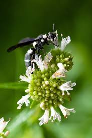 Image result for Pseudopod Ospermum