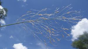 Image result for Sartidia angolensis