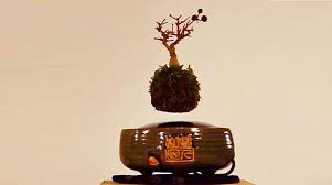 Usuarios han visitado bonsai levante. Air Bonsai L Arte Dei Bonsai Volanti Wired