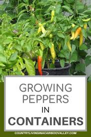 Growing peppers in planters is easy. How Big Of A Container Does A Pepper Plant Really Need