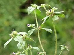 Image result for Melastomastrum