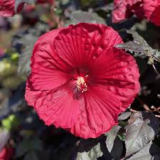 Image result for Hibiscus meyeri