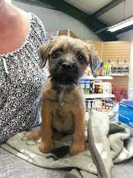 Little Angel Border Terrier Puppy Border Terrier Dog Rules