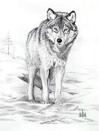Just Watch It There S Is No Off Switch On A Tiger Wolf Drawing Wolf Sketch Animal Sketches