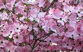 We did not find results for: Amazon Com Kchex 1 Pink Dogwood Tree 8 16 Tall Patio Lawn Garden