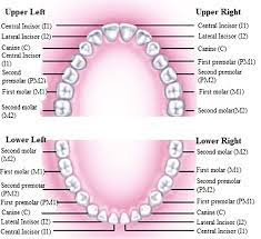 Twenty Eight Permanent Teeth Present In Children Download Scientific Diagram