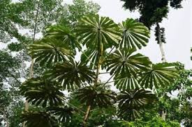 Image result for Musanga