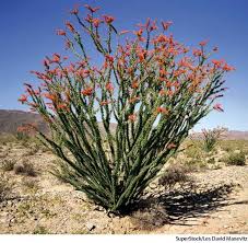 Ocotillo Dictionary Definition Ocotillo Defined Ocotillo Desert Plants Landscape
