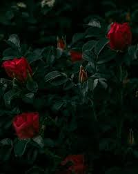 Gambar Wallpaper Cinta Keren 1000 Wallpaper Hd Foto Pexels Foto Stok Gratis 3d Background Vectors Photos And Psd Files Fr Poster Cetak Gambar Gambar Grafit
