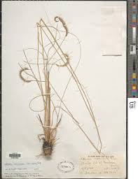 Image result for Ctenium concinnum