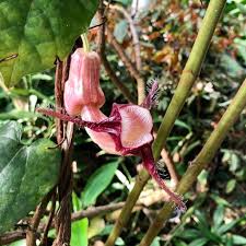 Image result for Aristolochia triactina