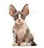 Devon Rex Kittens for Sale - Adoptapet