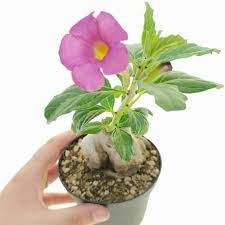 Image result for Pterodiscus aurantiacus