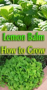 Lemon Balm How To Grow Lemon Balm A Perennial Herb That Grows Best In Cool Weather Pl Organic Vegetable Garden Organic Gardening Tips Growing Vegetables