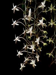 Image result for Xylia africana