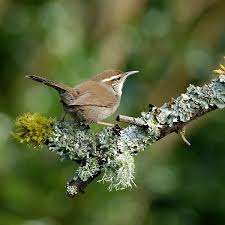 Birds Native To North Carolina Carolina Wren Back Yard Birds Of North Carolina Common Birds Birds Backyard Birds