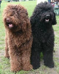 barbet dogs dogs dogs dogs
