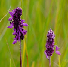 Image result for Coleus betonicifolius
