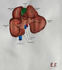 Liver is an essential organ of the body. Cureus Comparative Anatomical Study Between The Human And Swine Liver And Its Importance In Xenotransplantation
