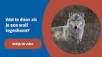 Wat te doen als je een wolf tegenkomt? - YouTube