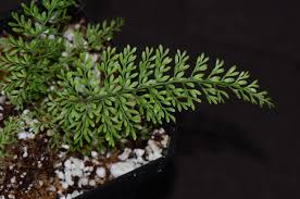 Image result for Asplenium uschiae