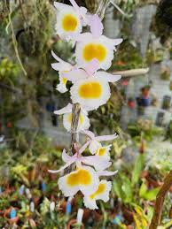 Image result for Microcoelia physophora