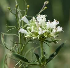 Image result for Agathisanthemum