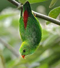 Sangihe hanging parrot conservation status near threatened (iucn 3.1)1 the sangihe hanging parrot (loriculus catamene) is a small (length: A Dinosaur A Day Loriculus