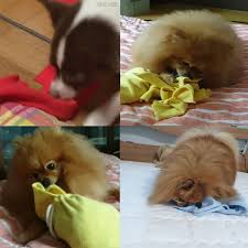 Pin On Brinquedos Para Cachorro