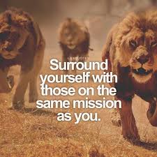 Fearless Cats 29 Cats Who Are Totally Badass Epic Laughs Instagram Analytics Positive Quotes Lion Quotes Great Quotes